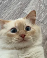 Ночной Дожор