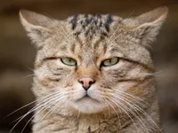 ЧтоПроисходит